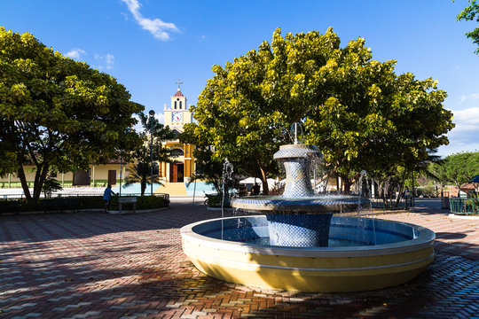 Trees of guayac&aacute;n