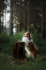 Sheltie dog in the nature