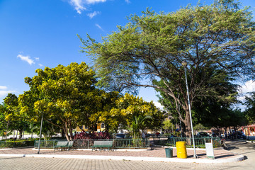 Obraz premium Trees of guayacán