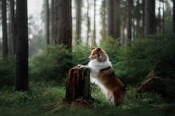 Sheltie dog in the nature