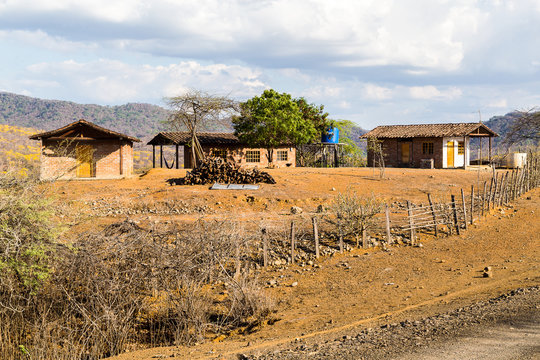 Trees of guayac&aacute;n