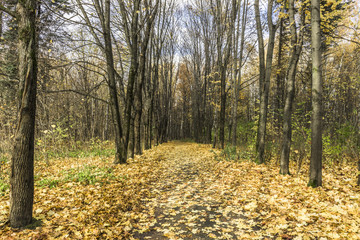 Obraz premium Fallen leaves in autumn Park