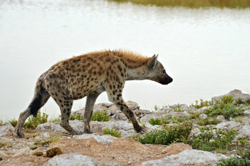 Spotted hyena, Africa