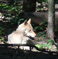 The wolf is basked in the sun