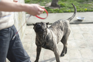 Big dog pressa canario, on a leash or not