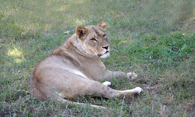 Lioness on a grass