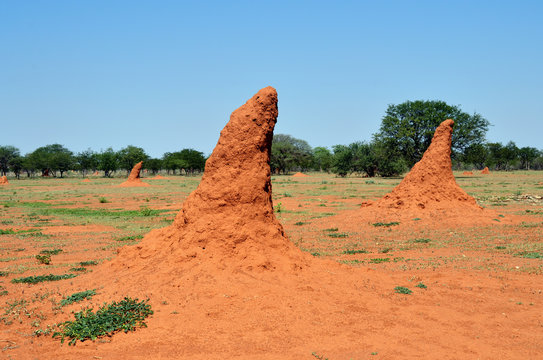 Namibia, termite mound