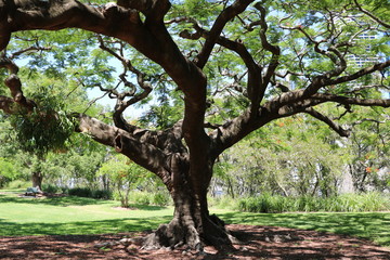 Orchids are growing up a Delonix regia in summer, Queensland Australia 
