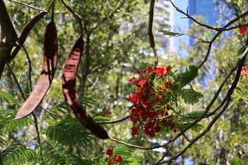 Flowers and long seed pods of Flame tree or Delonix regia in summer, Queensland Australia 