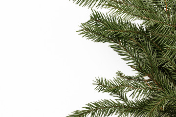Evergreen tree branch needles isolated on white.