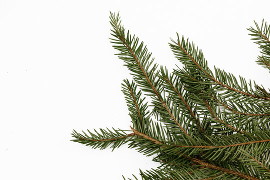 Green evergreen needle branch in studio isolated on white. Empty copy space christmas background.