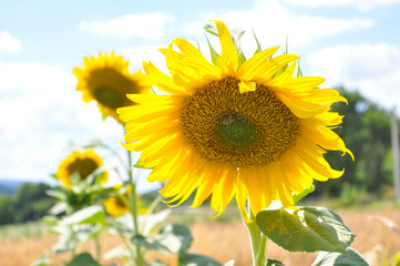 Sunflower in full bloom. Sunflower in a garden