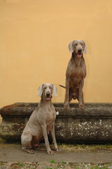 Obraz na płótnie Canvas Portrait of two Weimaraner dog