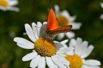 one butterfly on the flower