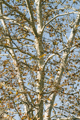 Birch Tree Background
