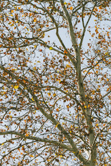 Birch Tree Background