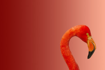 Rosy Chilean flamingo at smooth gradient background © neurobite