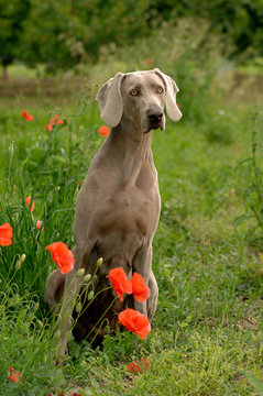 Portrait of Weimaraner dog