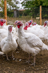 Breeding turkeys on a farm.