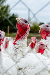 Turkeys from behind a metal fence on the farm