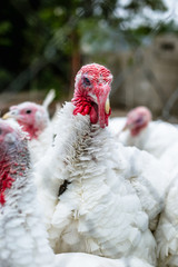 Turkeys from behind a metal fence on the farm