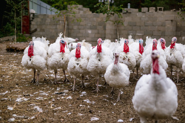 Breeding turkeys on a farm.