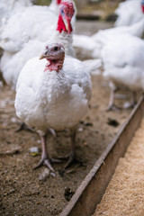 Breeding turkeys on a farm.