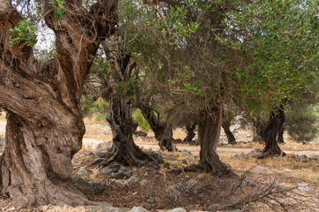 Olive trees