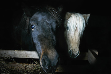 two mini horses on a black background