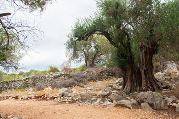 Olive trees