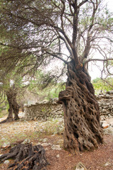 Olive trees