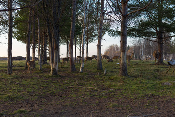Young beg Deer Group in the forest at sunset