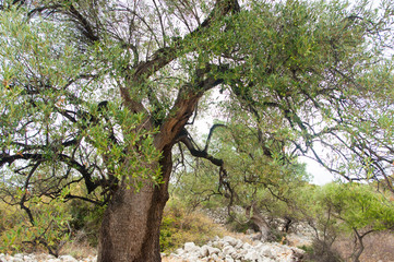 Olive oil