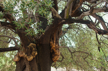 Olive tree