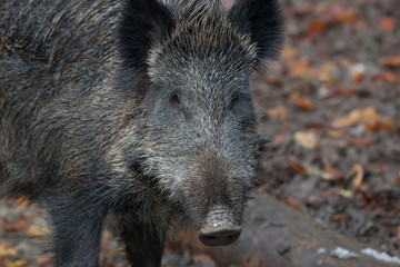 Wildschwein