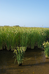 Field of rice 