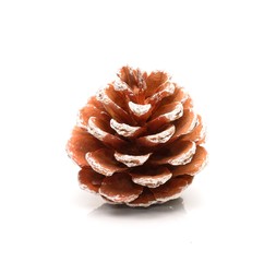 Beautiful pine cone isolated on white