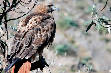 Portrat brown eagle