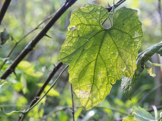 陽射しに透ける野草の葉