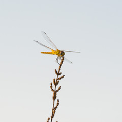 Dragonfly on the field 