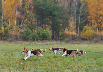 Running happy beagles