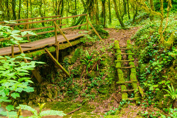 Mossy ladder and bridge in the boxwood grove of the ravine Chudo-Krasotka in summer day, Sochi, Russia
