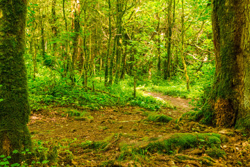 Trail in beautiful boxwood grove in the ravine Chudo-Krasotka in sunny summer day, Sochi, Russia
