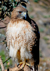 Portrat brown eagle