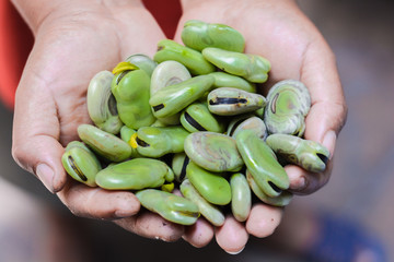 Vicia faba in dirty hands of a farmer.