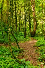 Fototapeta premium Trail in beautiful boxwood grove in the ravine Chudo-Krasotka in sunny summer day, Sochi, Russia 
