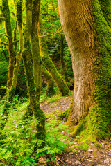 Several mossy boxwood trees near big trunk of old tree in the forest in summer day
