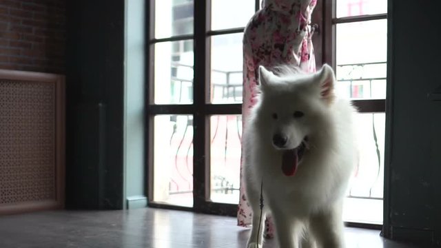 Dog, shaken off his fur at home