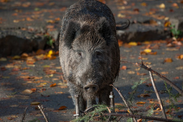 Wildschwein