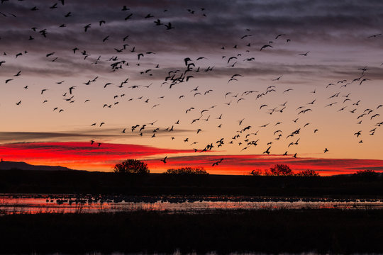 Snow Geese Silhouetted at Sunrise